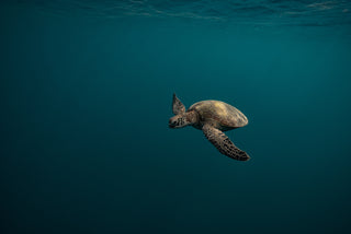 Gliding Turtle