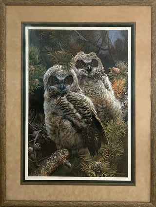 Hidden in the Pines - Immature Great Horned Owls