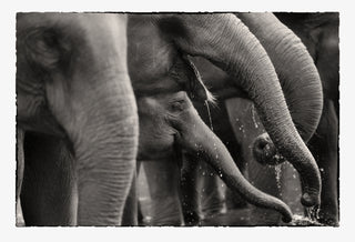 Elephants Drinking 'Elephas maximus sumatranus'