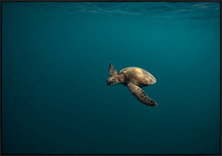 Gliding Turtle