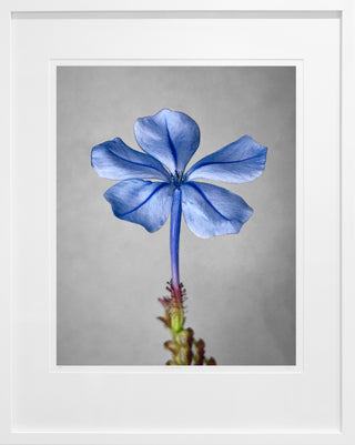 Framed photographic print showing a blue flower with a grey background