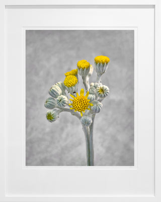 Dusty Miller