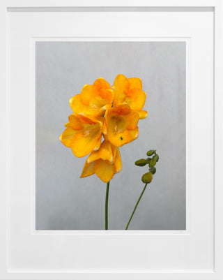 Freesia