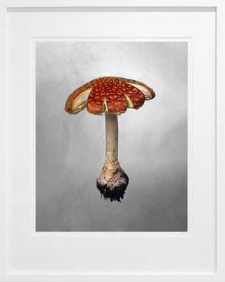 Mushroom 3