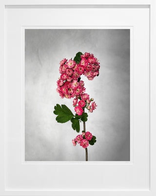 Pauls Scarlet Hawthorn