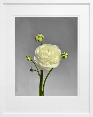 Ranunculus