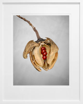 Seed Pod