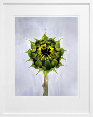 Sunflower 1