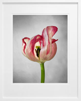 Tulip