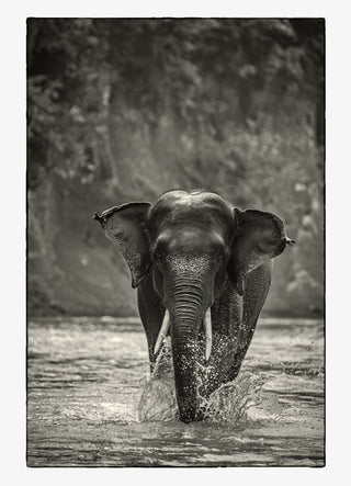 Bull Elephant Walking 'Elephas Maximus Sumatranus'