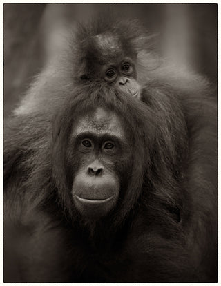 Motherhood 'Pongo' Pygmaeus