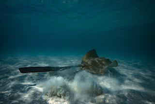 Stingray Sand