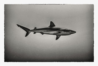 Shark 'Carcharhinus amblyrhynchos'