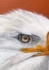 Eveleen Hally Eagle In Suit Artwork Detail