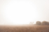 Michelle Schofield foggy autumn mornings